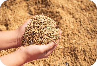 Farmer holding wheat in hand which is financed through farm input loan