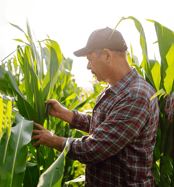 Farmer checking crop quality