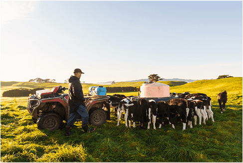 Farmer walking cattle backed by farm real estate financing programs.