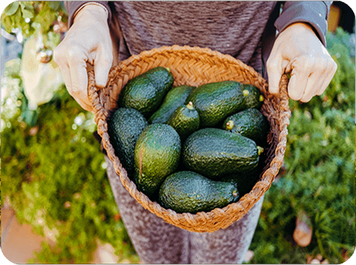 Farmer carrying basket full of avocado